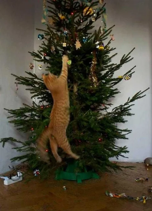 Cats Vs Christmas Tree Meme Gotta Get That Ball