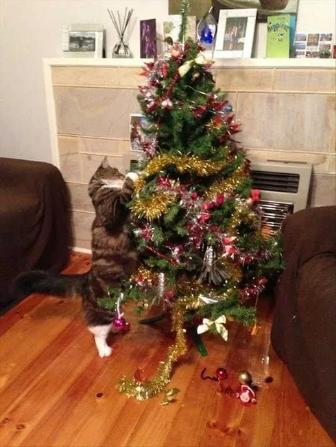 Funny Cats Vs Christmas Tree Meme Sparkly Yarn