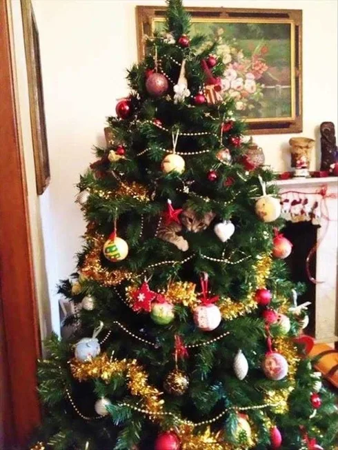 Cats Vs Christmas Tree Meme Just Chillin