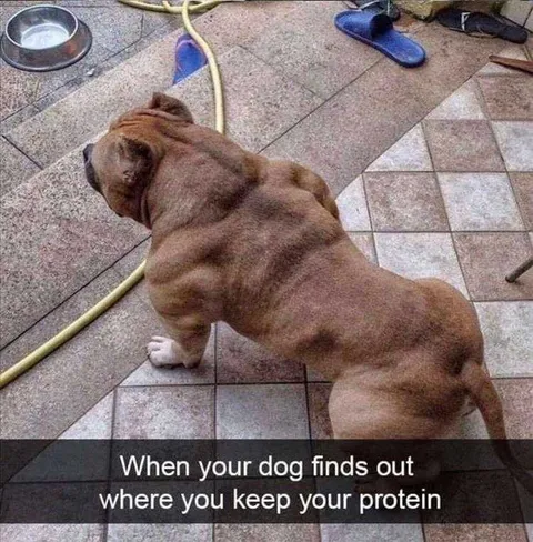 Funny Pet Meme Pictures Schwarzenegger Of Dogs