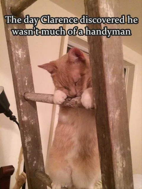 Funny Pet Meme Pictures Not Handy