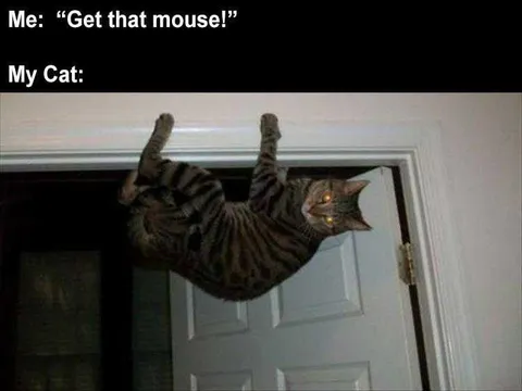Funny Cat Meme Pictures Mouse