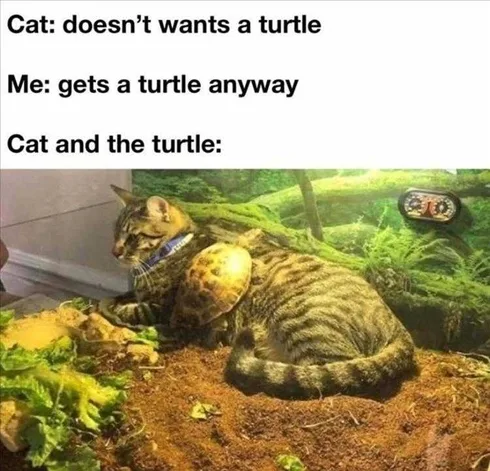 Funny Pictures With Captions Turtle