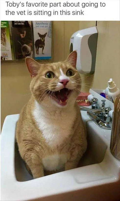 Funny Pictures With Captions Favorite Sink