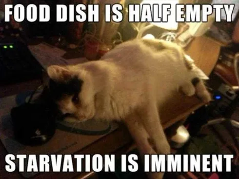 Funny Cat Picture With Caption Outlook Not Good