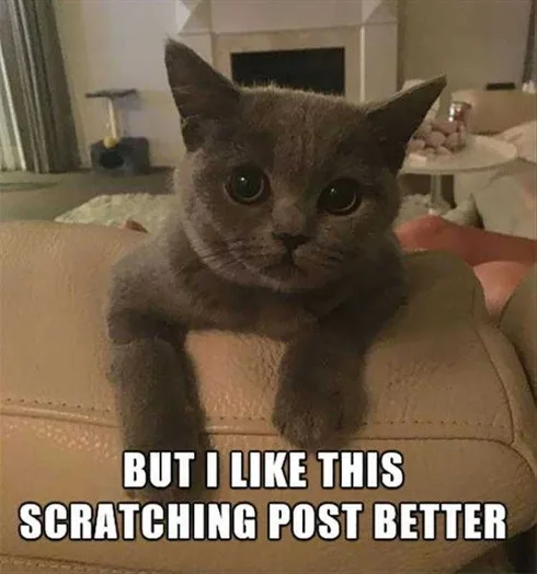 Funny Cat Pictures With Caption Leather Scratch Post
