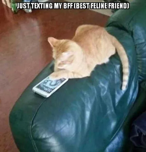 Funny Cat Picture With Caption Keeping In Touch