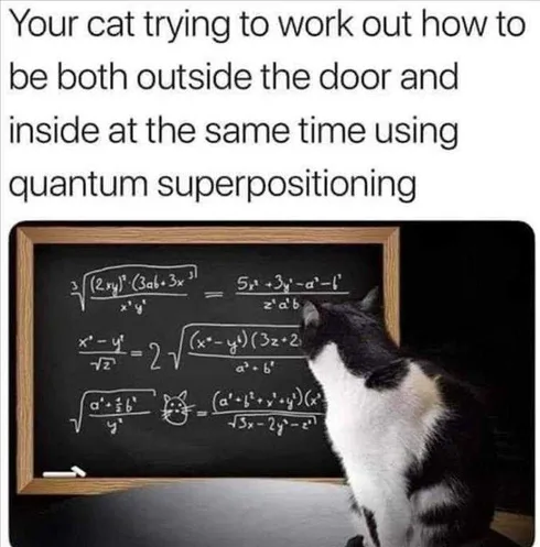 Funny Cat Picture With Caption Schrodinger's Cat