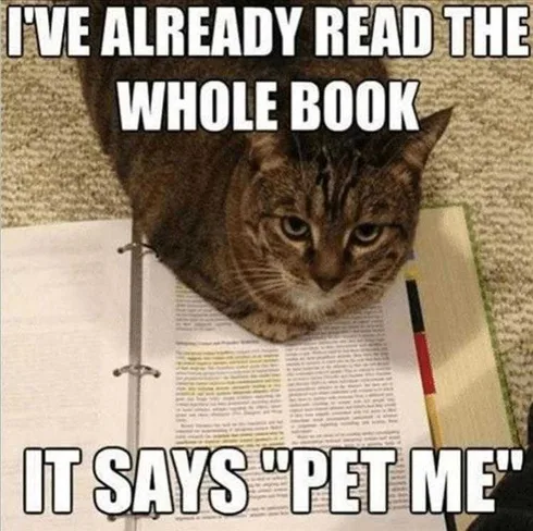 Funny Cat Pictures With Funny Caption Pet Me
