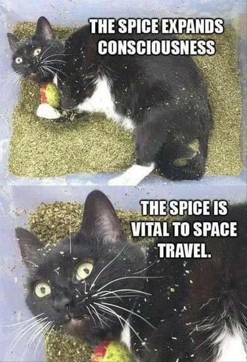 Funny Cat Pictures With Funny Captions I See The Light