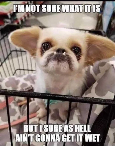 Funny Cat Pictures With Funny Caption Not Sure