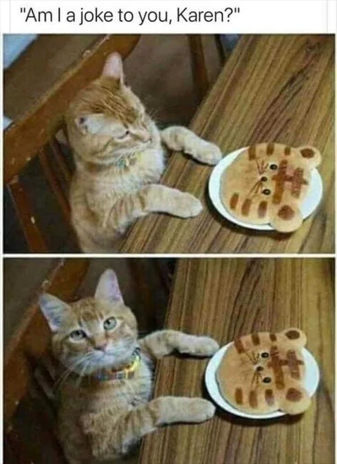 Funny Cat Pictures With Funny Caption Not Funny