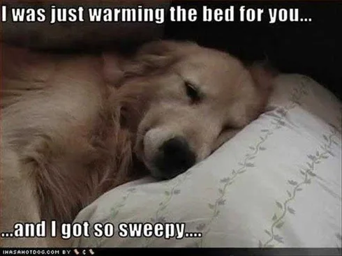 Funny Pictures With Funny Caption Sweepy