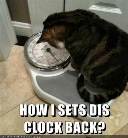 Best Funny Animal Memes Fall Back