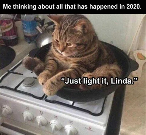Best Funny Animal Memes Lost Will To Live