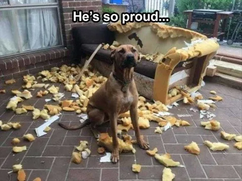Top 35 Funny Animal Memes Of The Day 5Fcba059Bb2E8