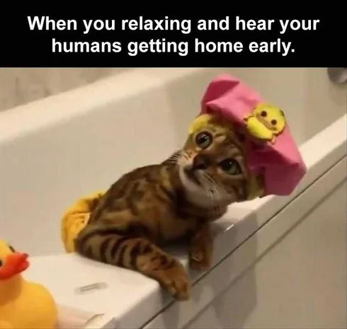 Best Funny Animal Memes Cat Bath