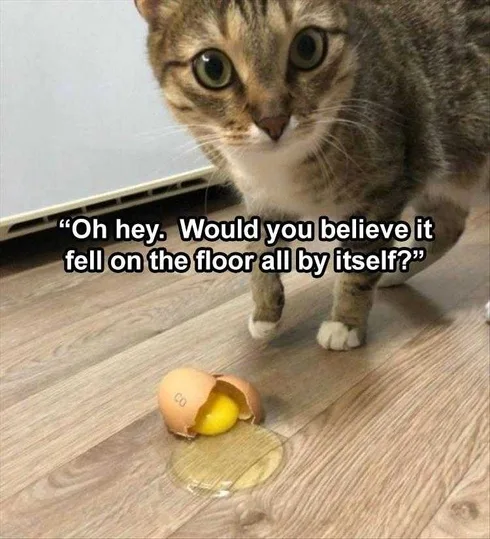 Best Funny Animal Memes Innocent Look