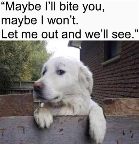 Best Funny Animal Memes Decisions