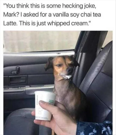 Best Funny Animal Memes Spoilt Dog
