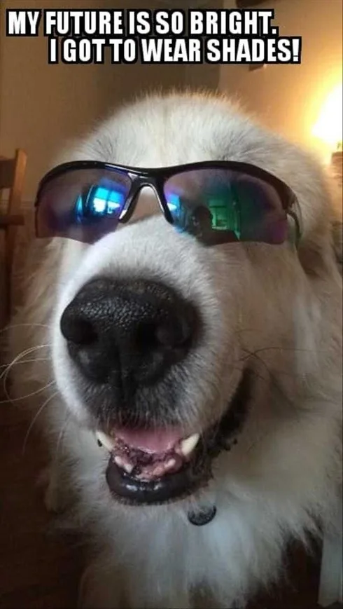 Best Funny Dog Memes Bright Future