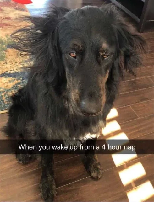 Best Funny Dog Meme Groggy