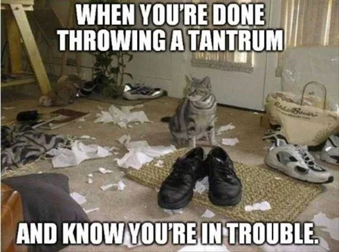 Best Funny Cat Meme Oops