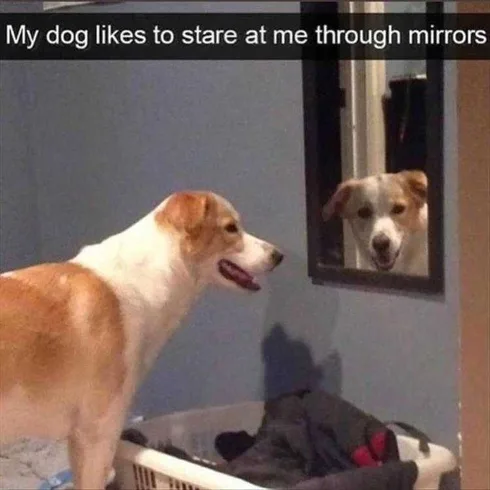 Best Funny Animal Memes Dog Mirrors