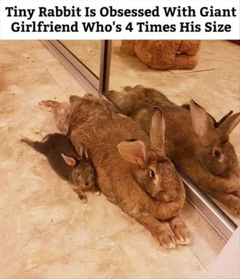 Best Funny Rabbit Memes Big Unit