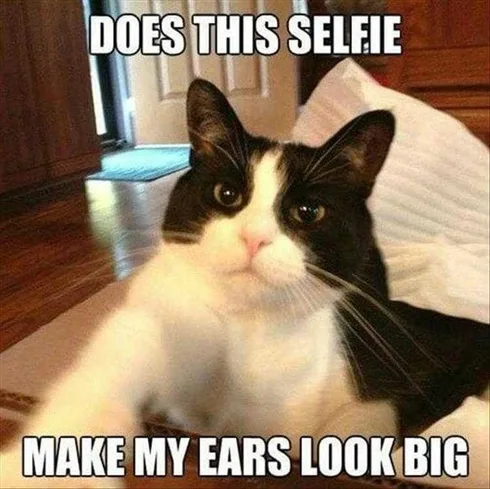 Best Funny Cat Memes Selfie Cat