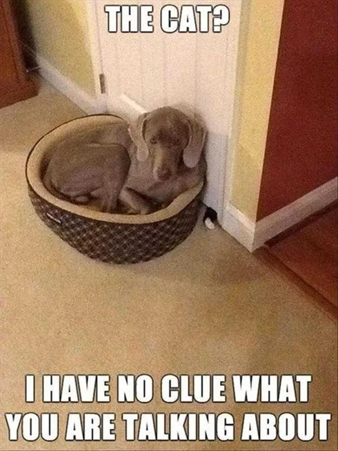 Best Funny Dog Memes Guilty