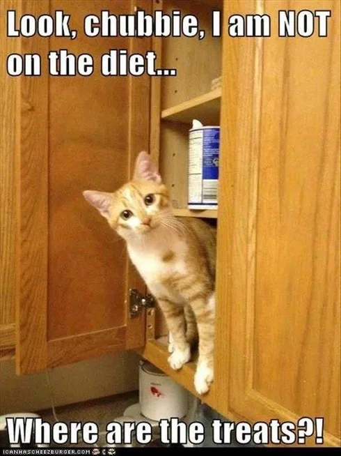 Best Funny Cat Memes Cat Treats