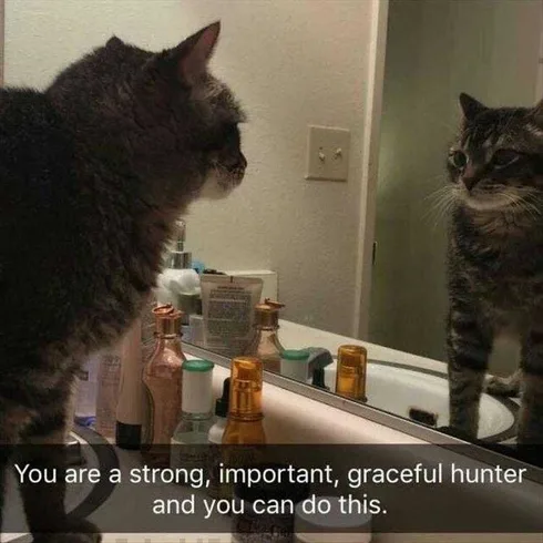 Best Funny Cat Memes Motivational Talk