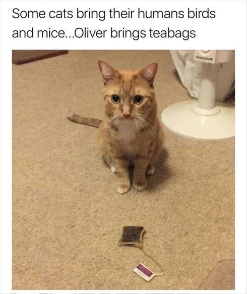 Best Funny Kitten Memes Catch Of The Day