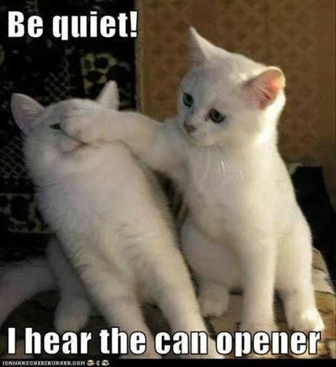 Best Funny Animal Memes Can Opener Sound