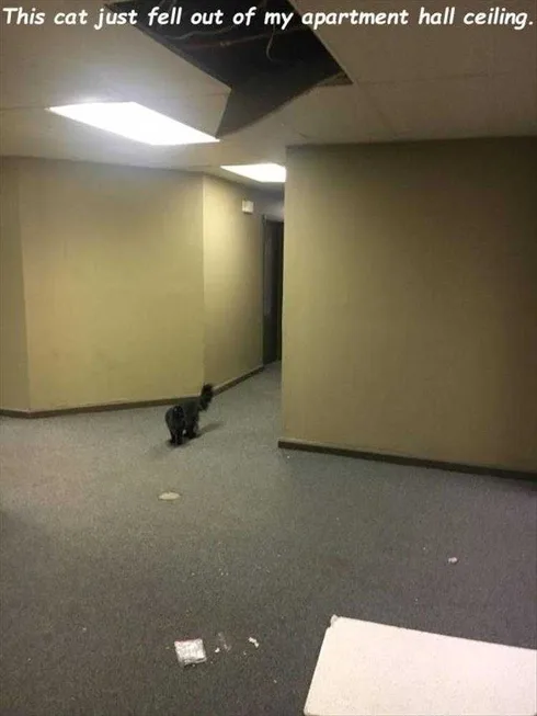 Best Funny Cat Memes Ceiling