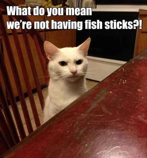 Best Funny Cat Memes Fish Stick