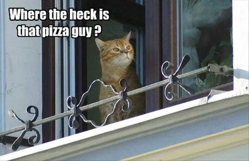 Best Funny Animal Memes Pizza Now