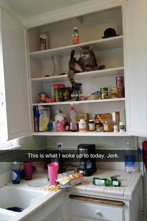 Best Funny Cat Memes Cat Alarm