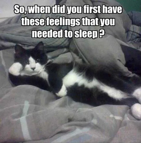 Best Funny Animal Memes Cat Therapist