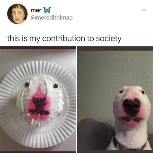 Funny Dogs And Cats Pictures Cake Talent