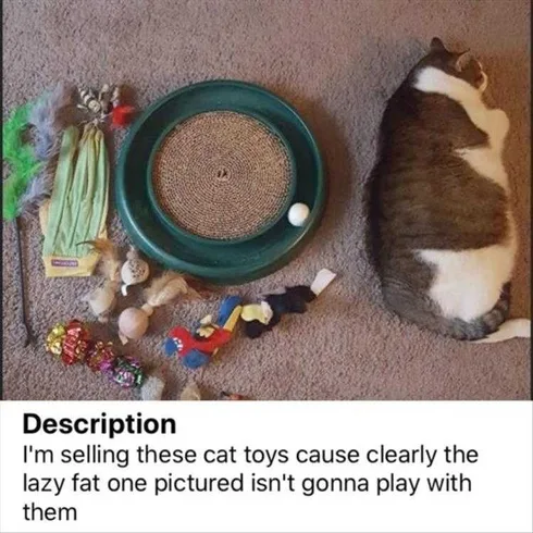 Funny Dogs And Cats Pictures Lazy Cats