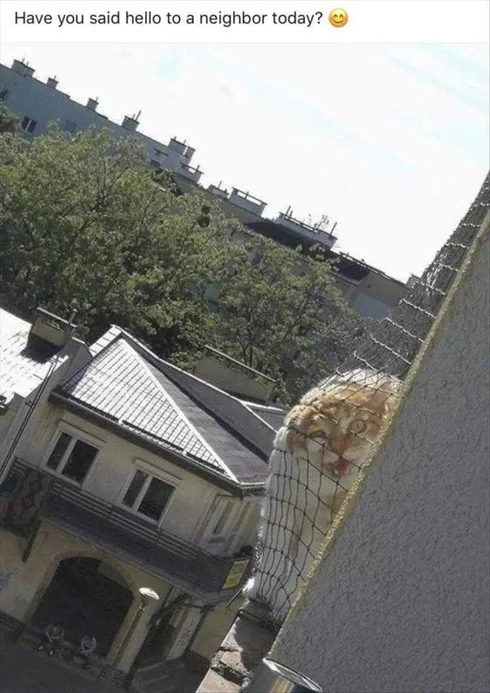 Funny Dogs And Cats Pictures Howdy Neighbor