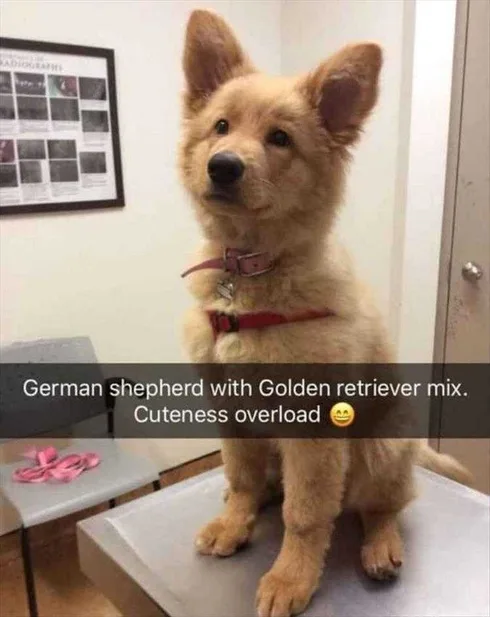 Funny Dogs And Cats Pictures Big Eared Retriever