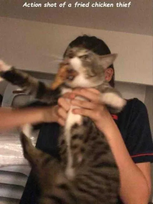 Funny Dogs And Cats Pictures Thief Caught Red Handed