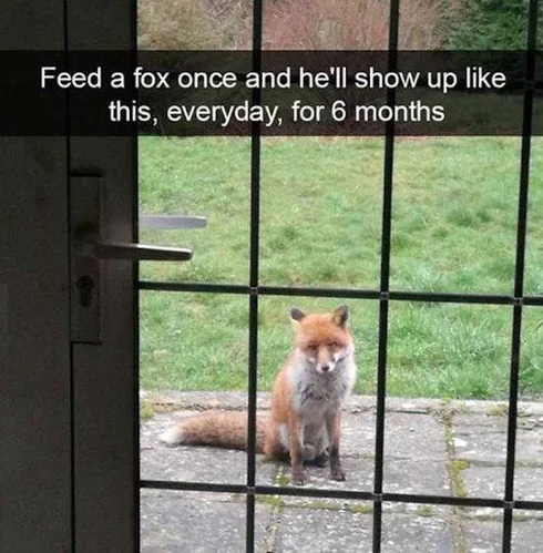 Funny Dogs And Cats Pictures Creatures Of Habits