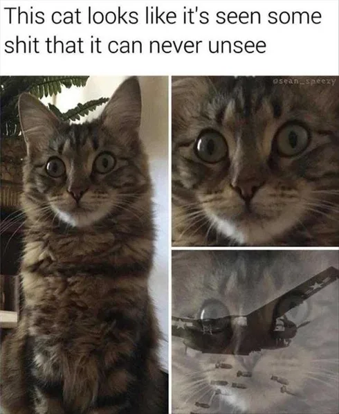 Funny Dogs And Cats Pictures Shock And Awe