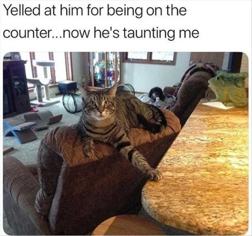 Funny Dogs And Cats Pictures Taunts
