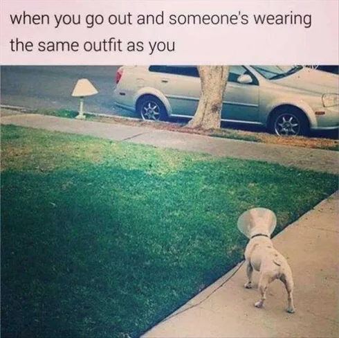 Funny Dogs And Cats Pictures Who Wore It Best