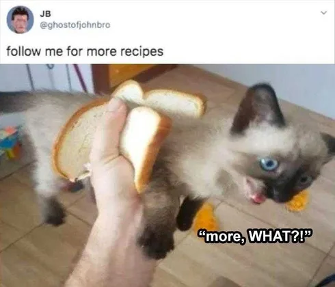 Funny Dogs And Cats Pictures Hot Cat